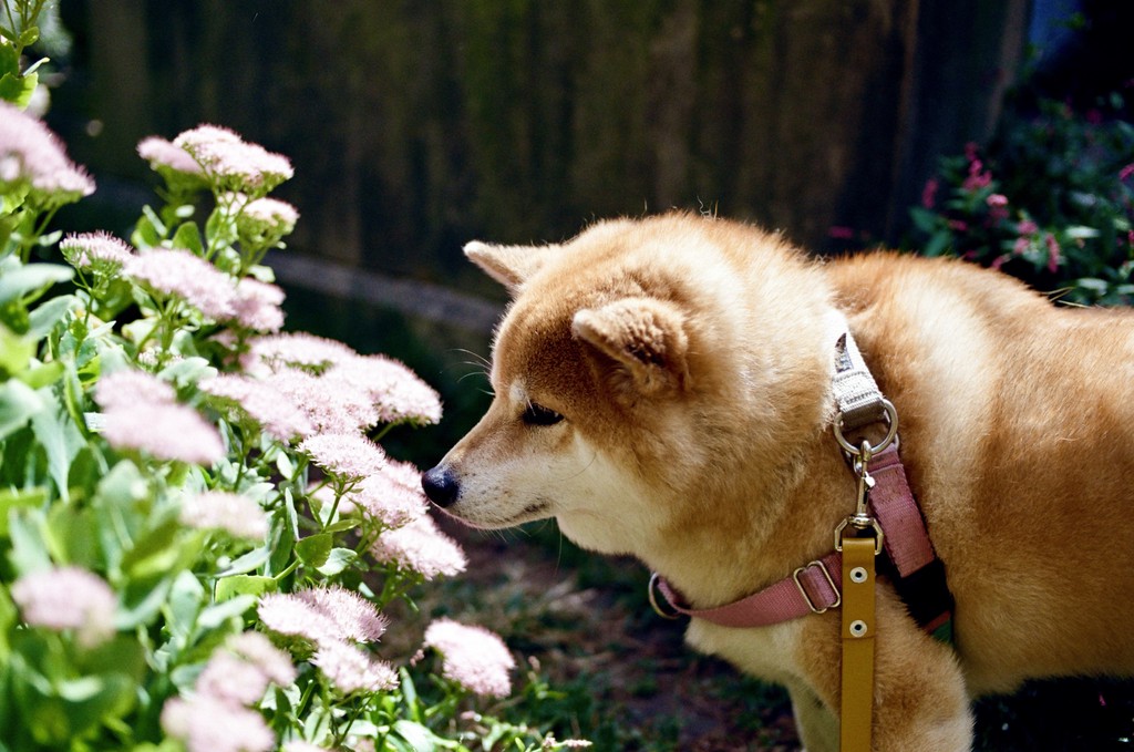 Doge
