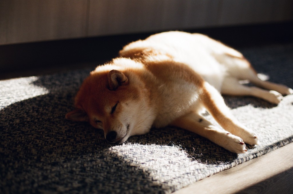 Doge