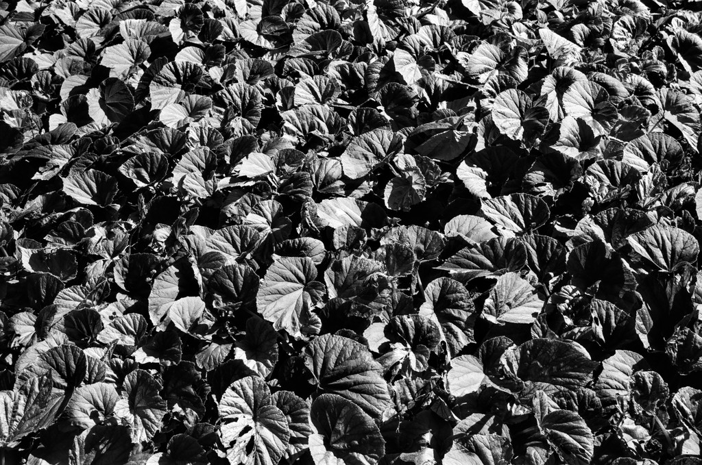 Hardy begonia from the Brooklyn Botanic Garden