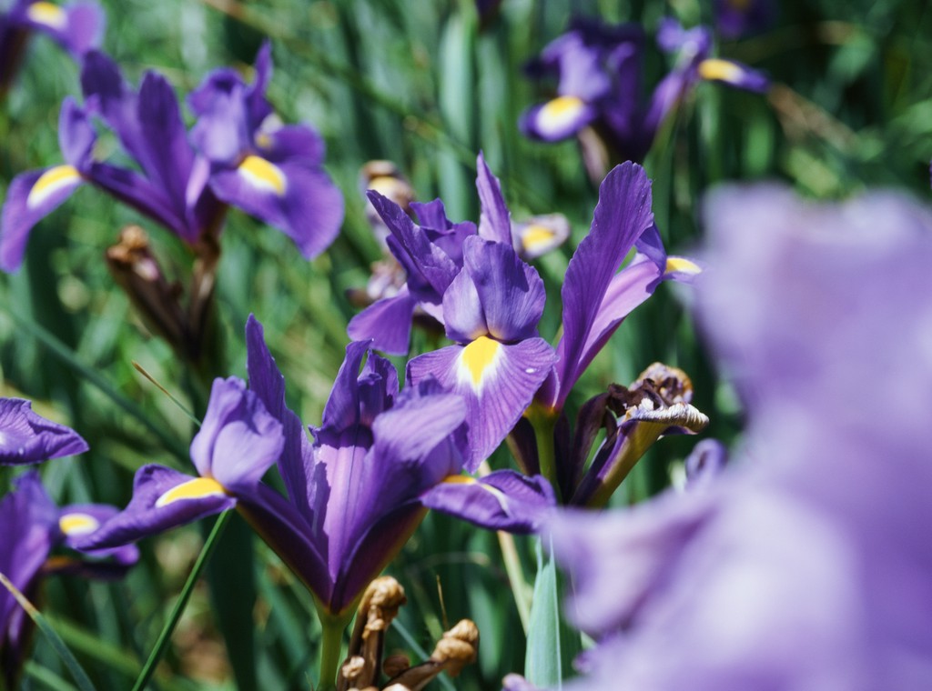 Spanish iris