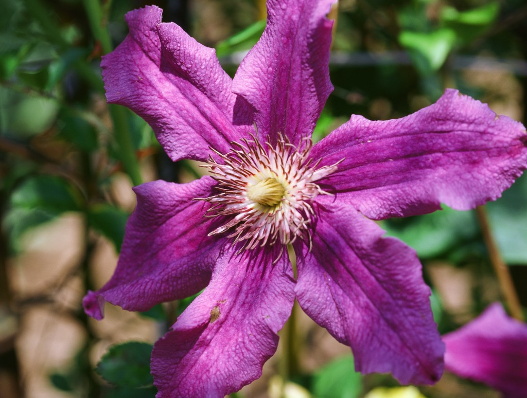 Purple clematis at the Brooklyn Botanic Garden