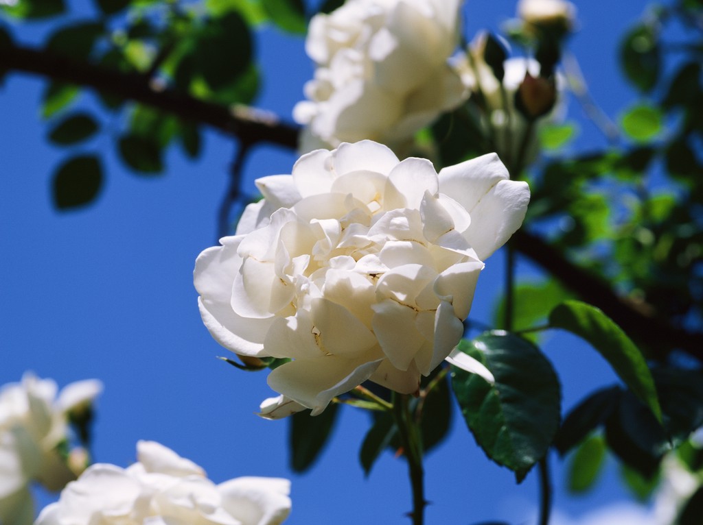 Musk rose