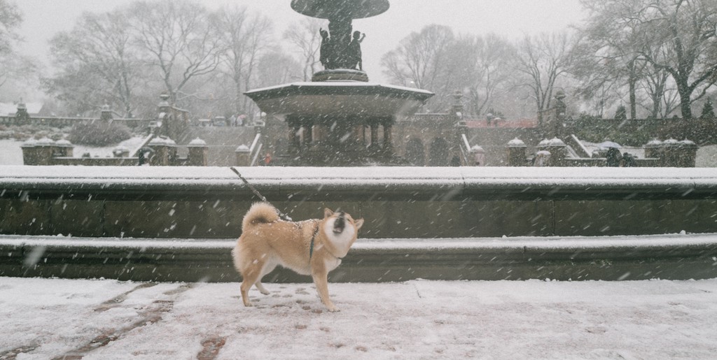 Doge loves snow. At Bethesda Fountain.