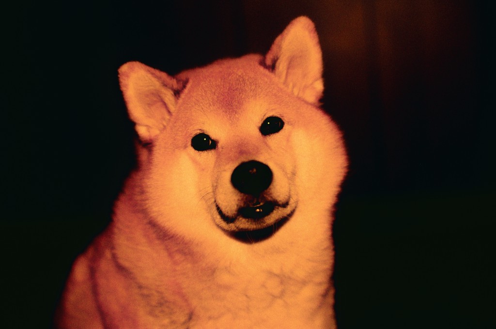 Doge, the realest of friends