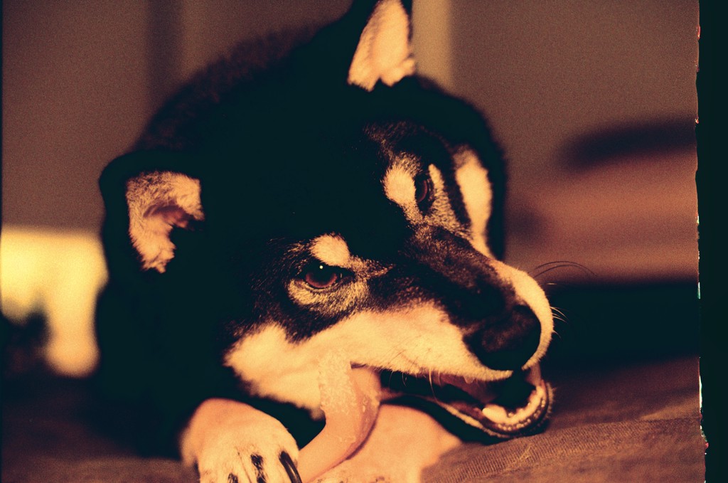Walter, destroyer of furniture and anything else he can get his jaws on