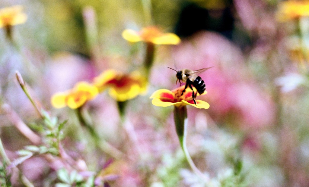 Bee