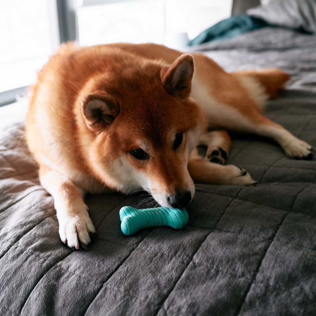 Doge with a rubber bone